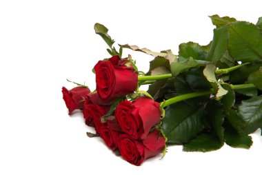 kırmızı gül izole 