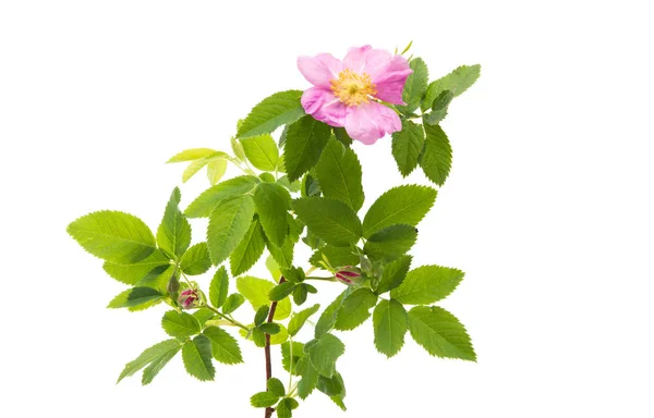 Rosa canina isolata — Foto Stock