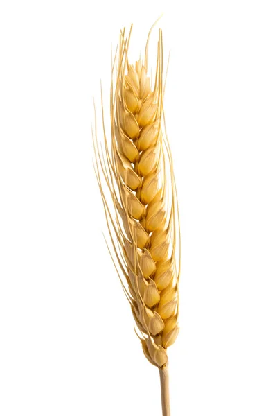 Ears of ripe wheat isolated — Stock Photo, Image