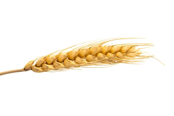 Ears of ripe wheat isolated — Stock Photo, Image