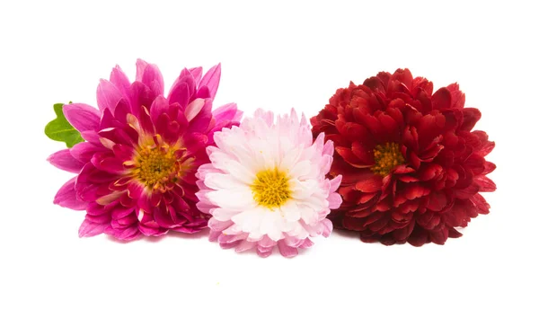 Chrysanthemum flower — Stock Photo, Image