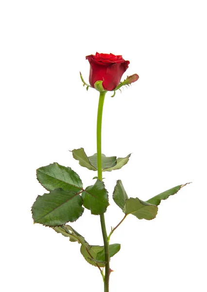 Rosa rossa isolata — Foto Stock