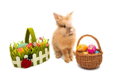 Paskalya tavşanı izole