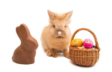Paskalya tavşanı izole