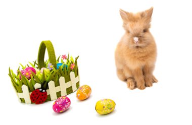 Paskalya tavşanı izole