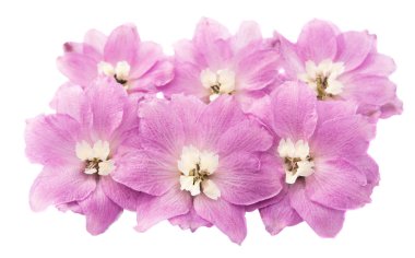 Delinyum çiçeği izole edildi 