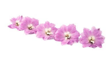 Delinyum çiçeği izole edildi 