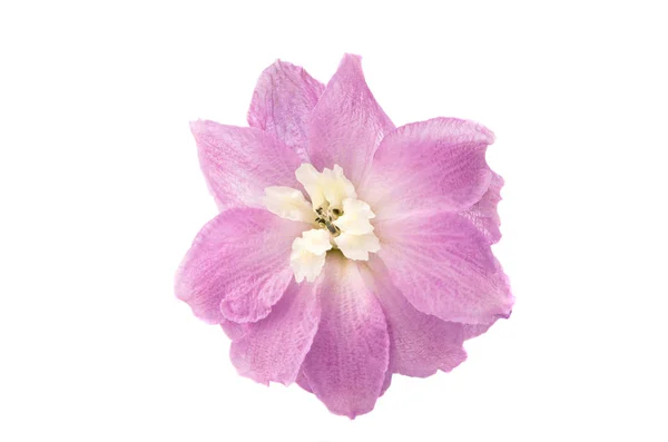 Flor de delphinium aislada — Foto de Stock
