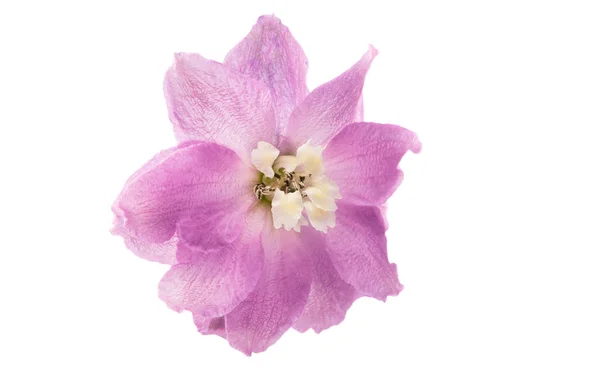 Delphinienblüte isoliert — Stockfoto