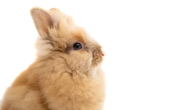 Пасхальный кролик изолирован — стоковое фото