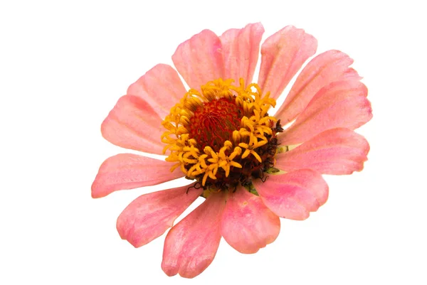 Zinnia fiore isolato — Foto Stock
