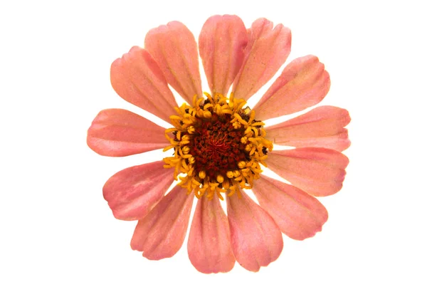 Zinnia-Blüte isoliert — Stockfoto