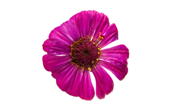 Циннийский цветок — стоковое фото