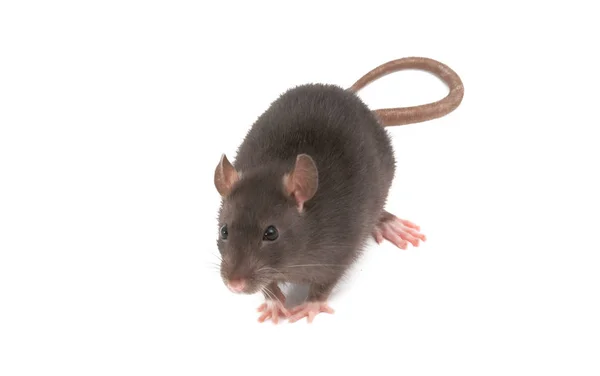 Rat isolated — Stock Photo, Image