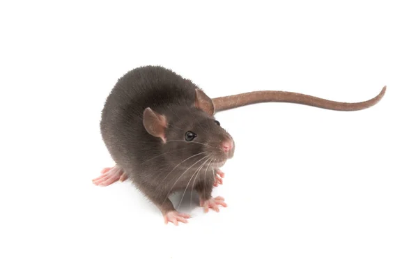 Rat geïsoleerd — Stockfoto