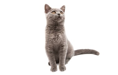 Gri kedi izole 
