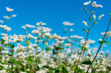 çiçekli buğday alanı 