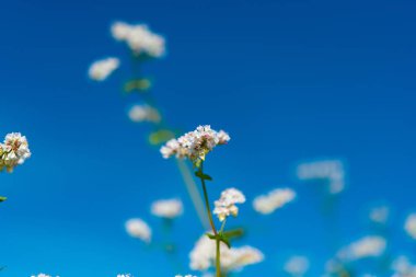 çiçekli buğday alanı 