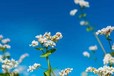 çiçekli buğday alanı 