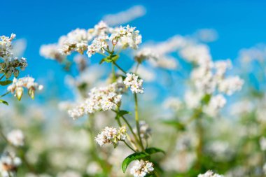 çiçekli buğday alanı 