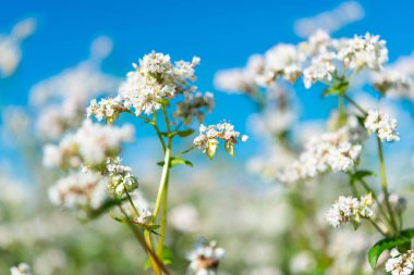çiçekli buğday alanı 