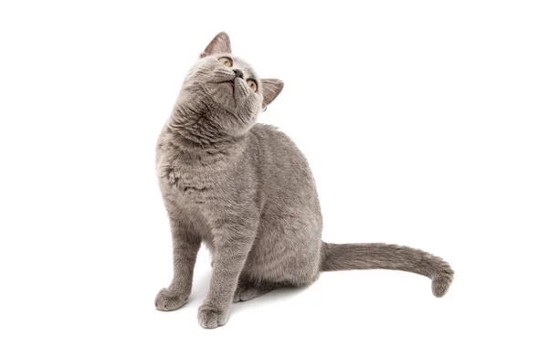 分離された灰色の猫 — ストック写真