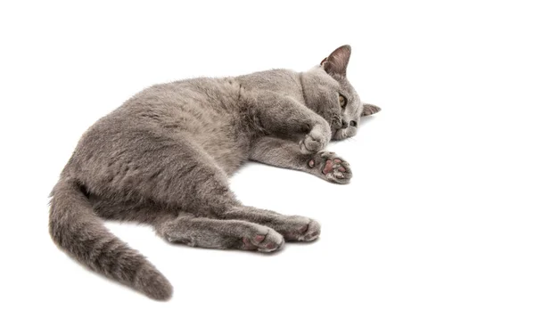 灰色猫离体 — 图库照片