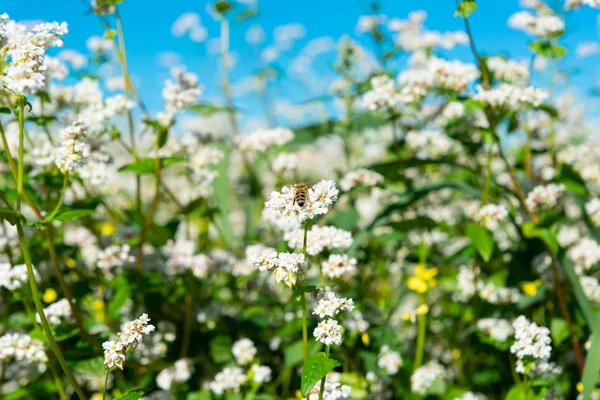 Çiçekli buğday alanı — Stok fotoğraf