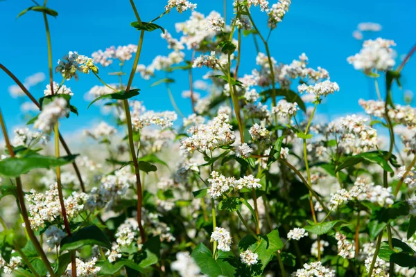 Fioritura campo di grano saraceno — Foto Stock