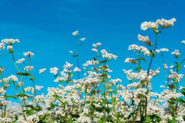 Blommande bovete fältet — Stockfoto