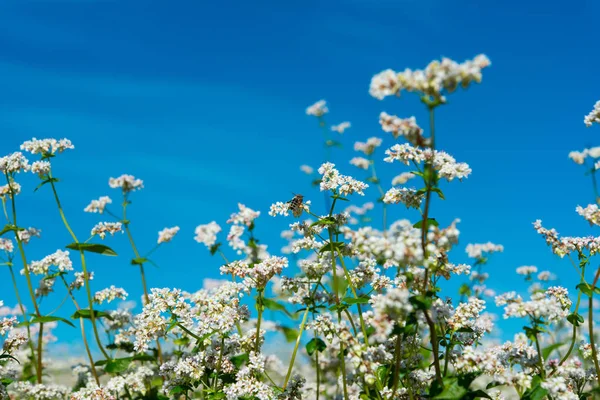 Fioritura campo di grano saraceno — Foto Stock