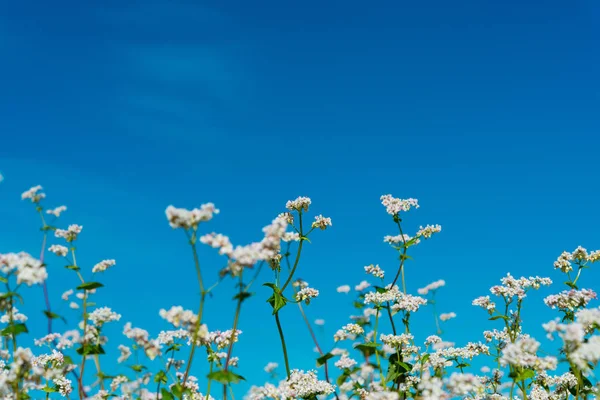 Blommande bovete fältet — Stockfoto