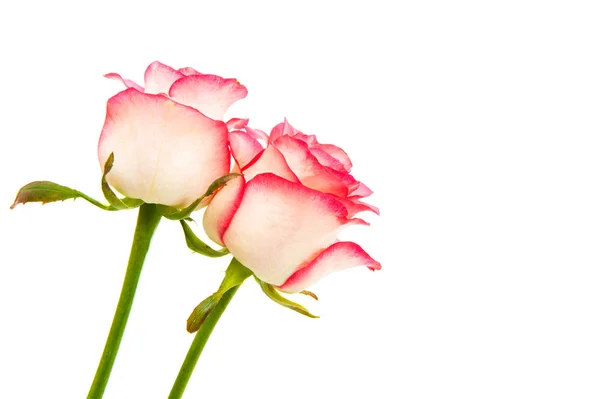 Rózsaszín rózsa izolált — Stock Fotó