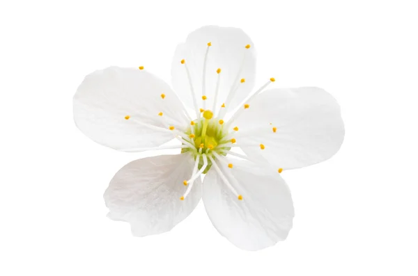 고립 된 체리 꽃 — 스톡 사진