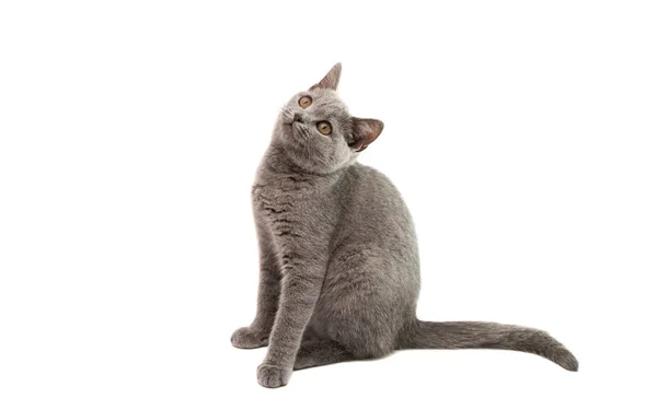 Gray cat isolated Stock Photo