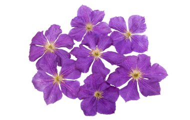 izole akasma çiçek