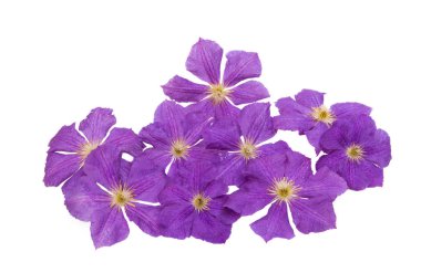 izole akasma çiçek