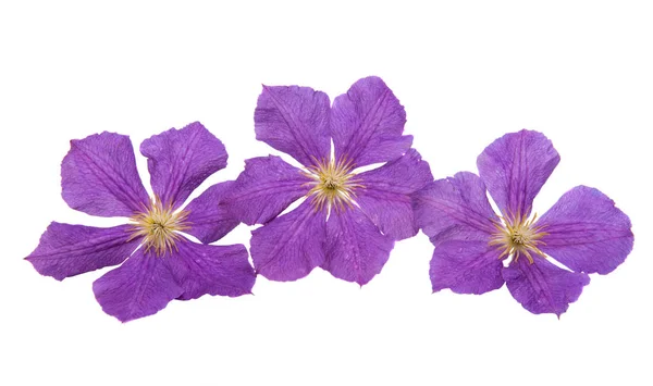Flor de clematis aislada —  Fotos de Stock