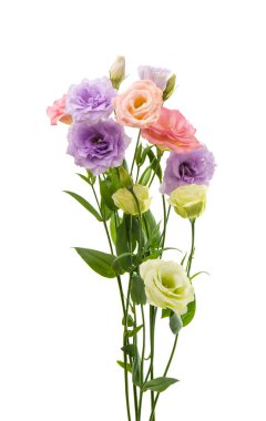 izole eustoma çiçek 