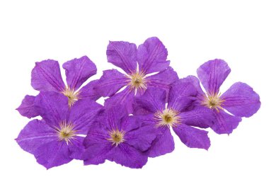 izole akasma çiçek