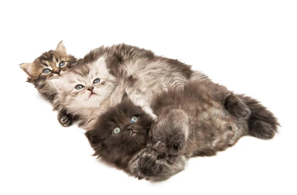 Fluffy little kittens isolated — Stock Photo, Image