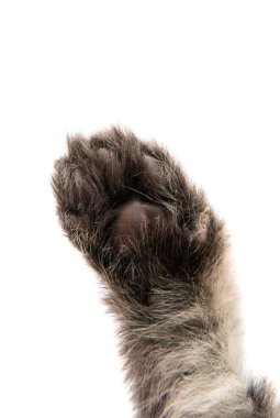 Kabarık tüylü kedi yavruları 