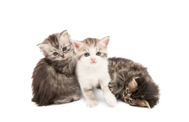 Kabarık tüylü kedi yavruları 