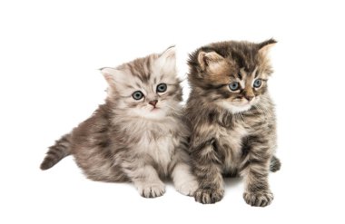 Kabarık tüylü kedi yavruları 