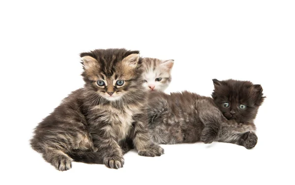 Fluffy little kittens isolated — Stock Photo, Image