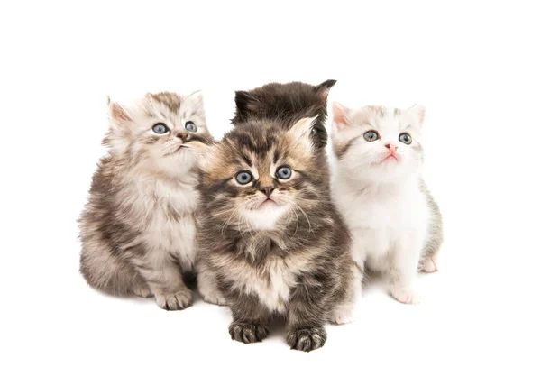 Puszyste małe kociaki izolowane — Zdjęcie stockowe