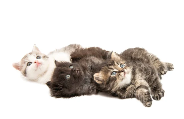 Fluffy little kittens isolated — Stock Photo, Image