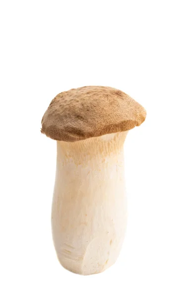 Cogumelos eryngi isolados — Fotografia de Stock