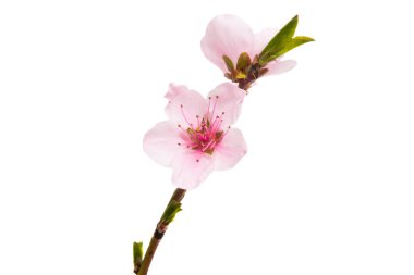 izole sakura çiçek