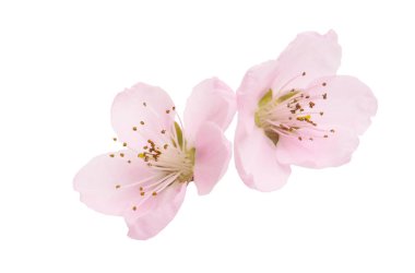 izole sakura çiçek